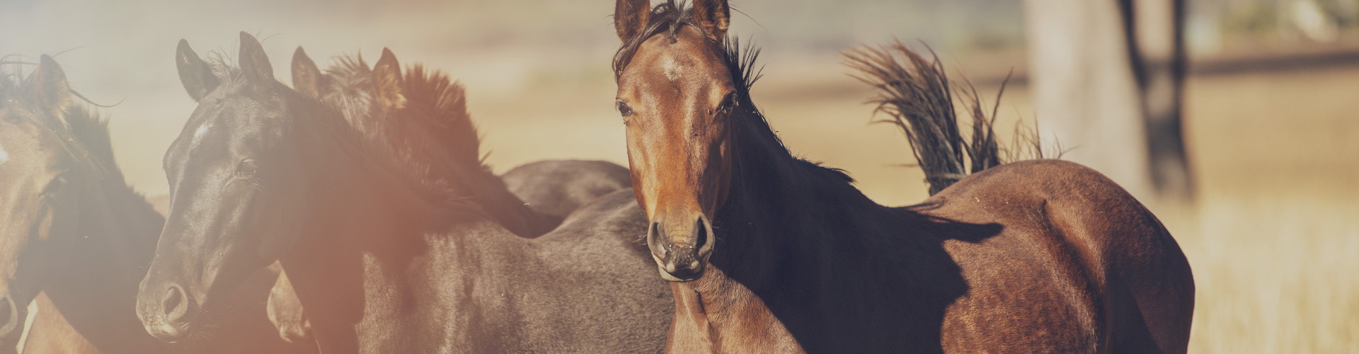 kurrajong fields lifestyle scone nsw