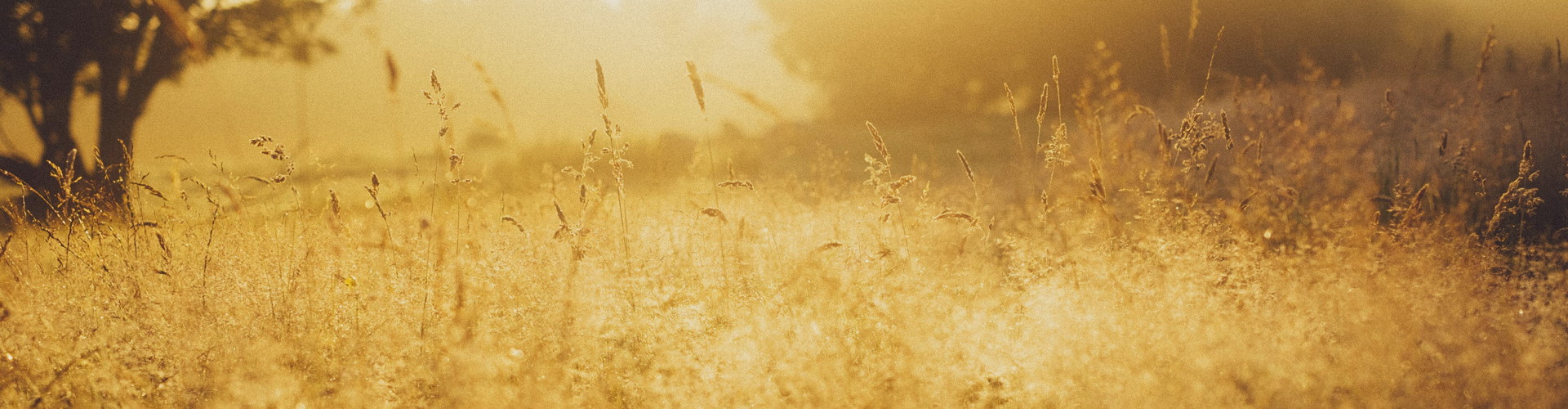 NSW Government Grants New Homes